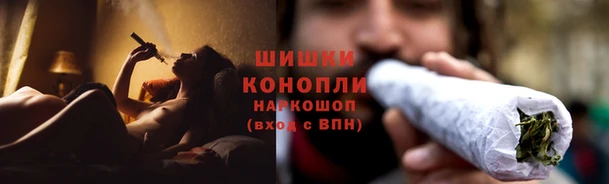сатива Гусев